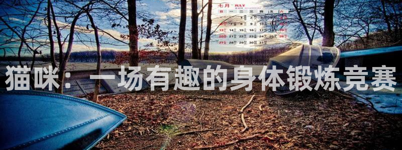 必一运动全站：猫咪：一场有趣的身体锻炼竞赛